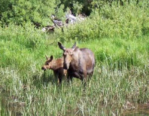 Moose hang out near the Cascade Canyon forks on July 4, 2006.