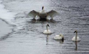 Trumpeter swans in the Henry\'s Fork on January 13, 2008.