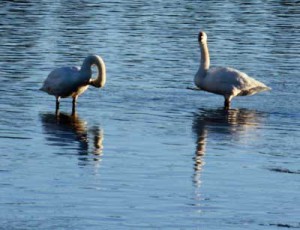 Two trumpeter swans catch the last light of the day in the Henry\'s Fork. This photo was taken between the trailhead and the Railroad Ranch on January 17, 2009.