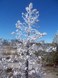 Frost clings to a tree on the Back Basin Loop of the Norris Geyser Basin on October 22, 2006.