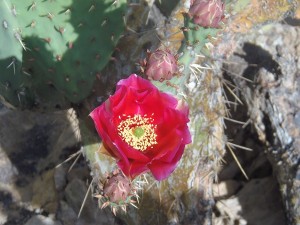 A blooming cactus.